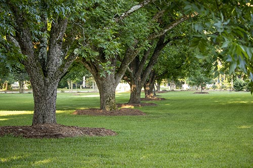 Pecan tree row just mulched